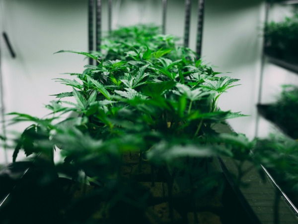 Clones de cannabis