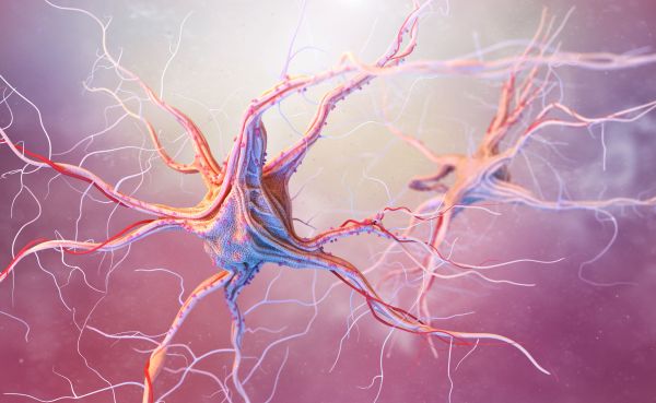 neuronios e sistema nervoso