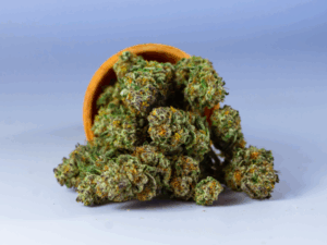 Futuro da cannabis