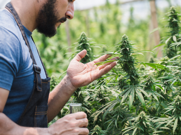 Pragas da cannabis