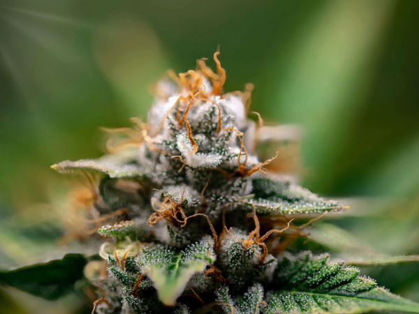 Raízes de cannabis