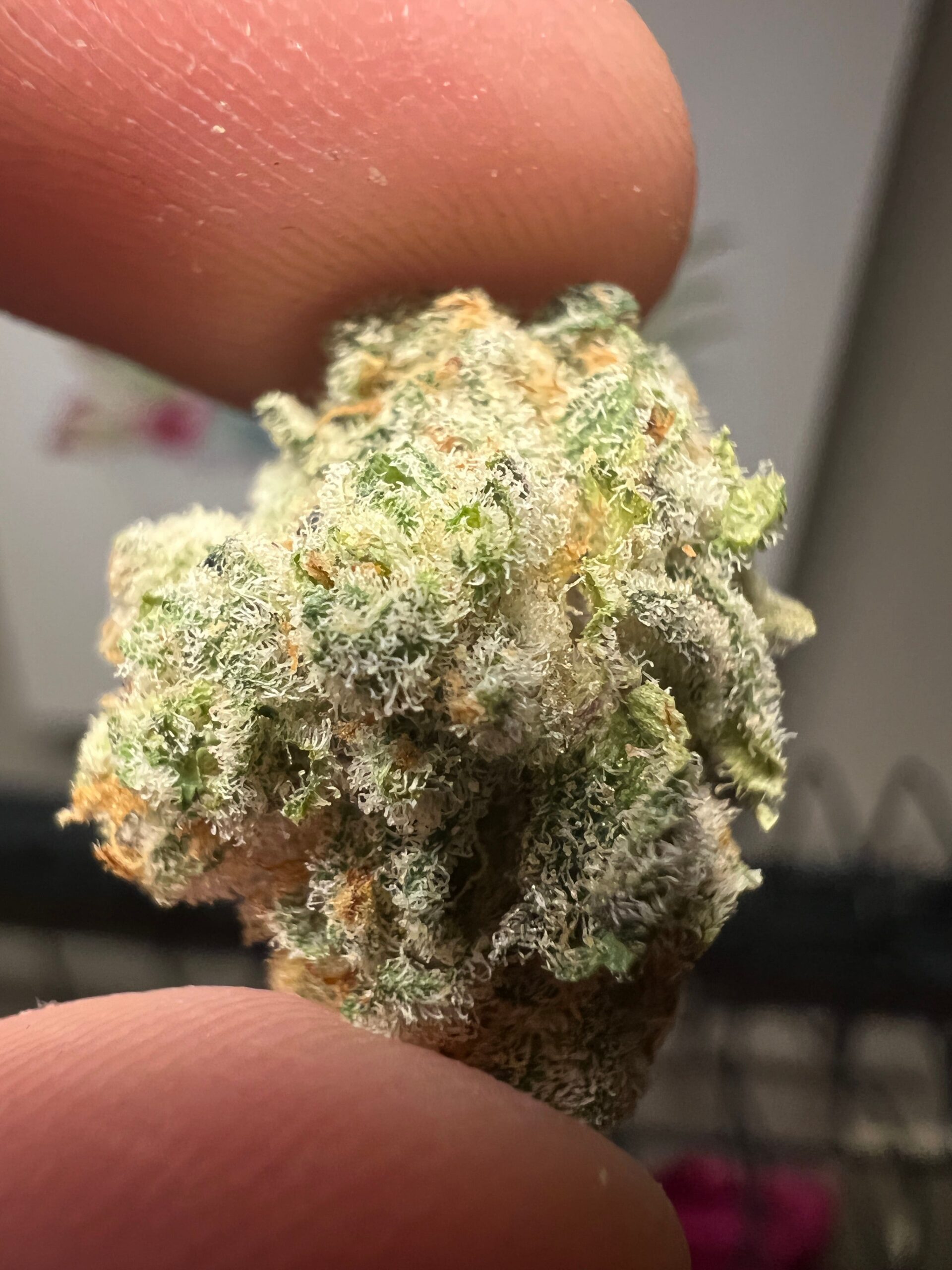 bud de ice cream cake strain