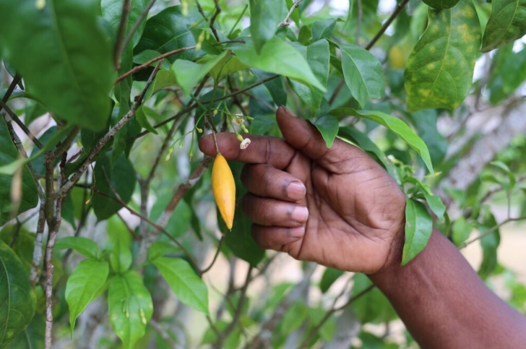 ibogaina