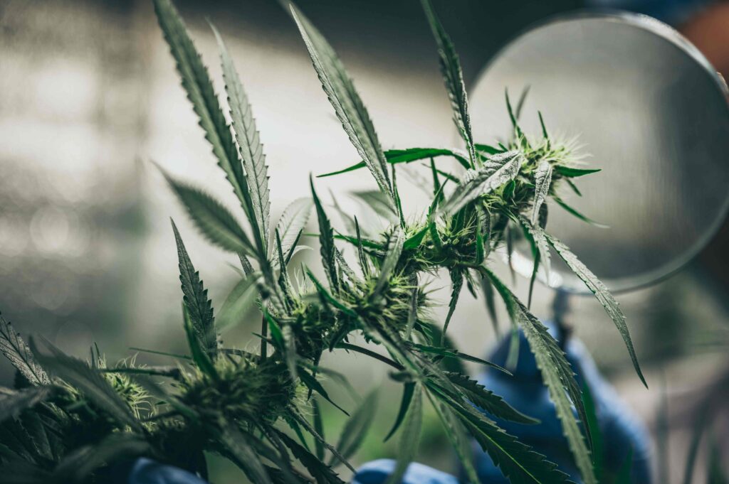 planta de maconha biscotti