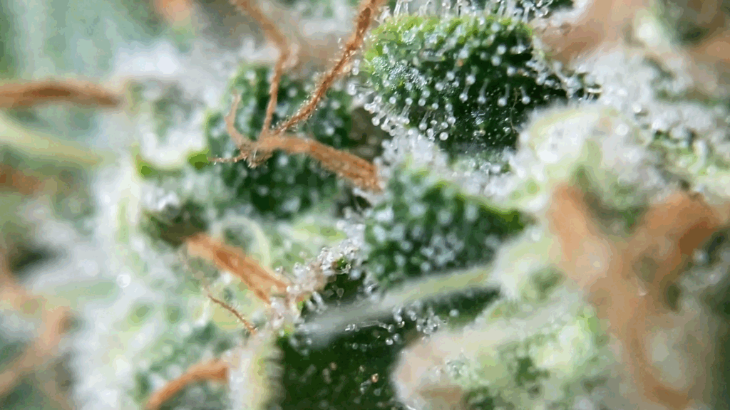 tricomas skywalker og