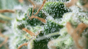 tricomas skywalker og